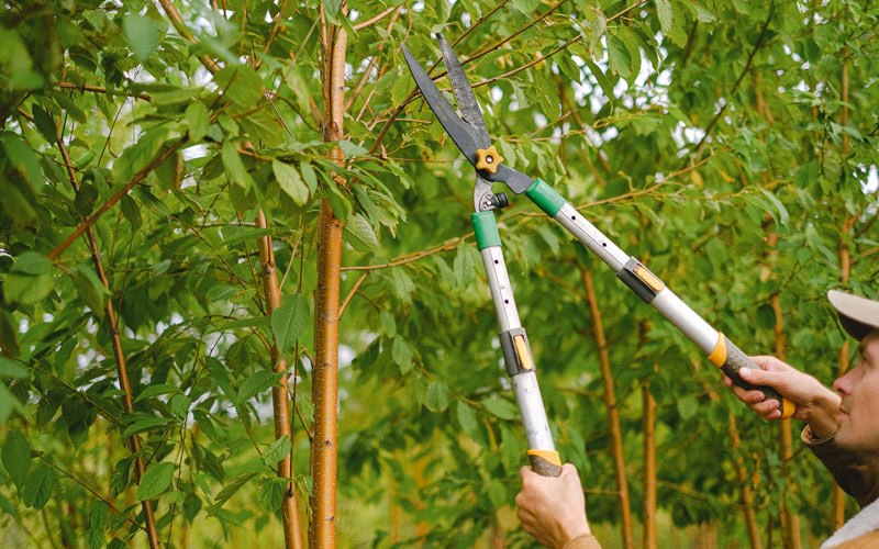 Tree trimming in Minden, IA